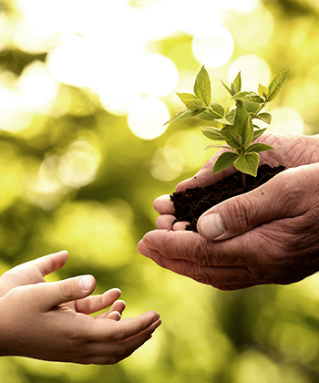 dospělé ruce předávají rostlinu do dětských rukou